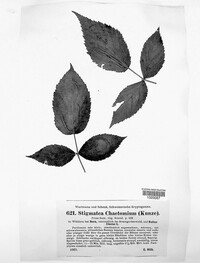 Coleroa chaetomium image